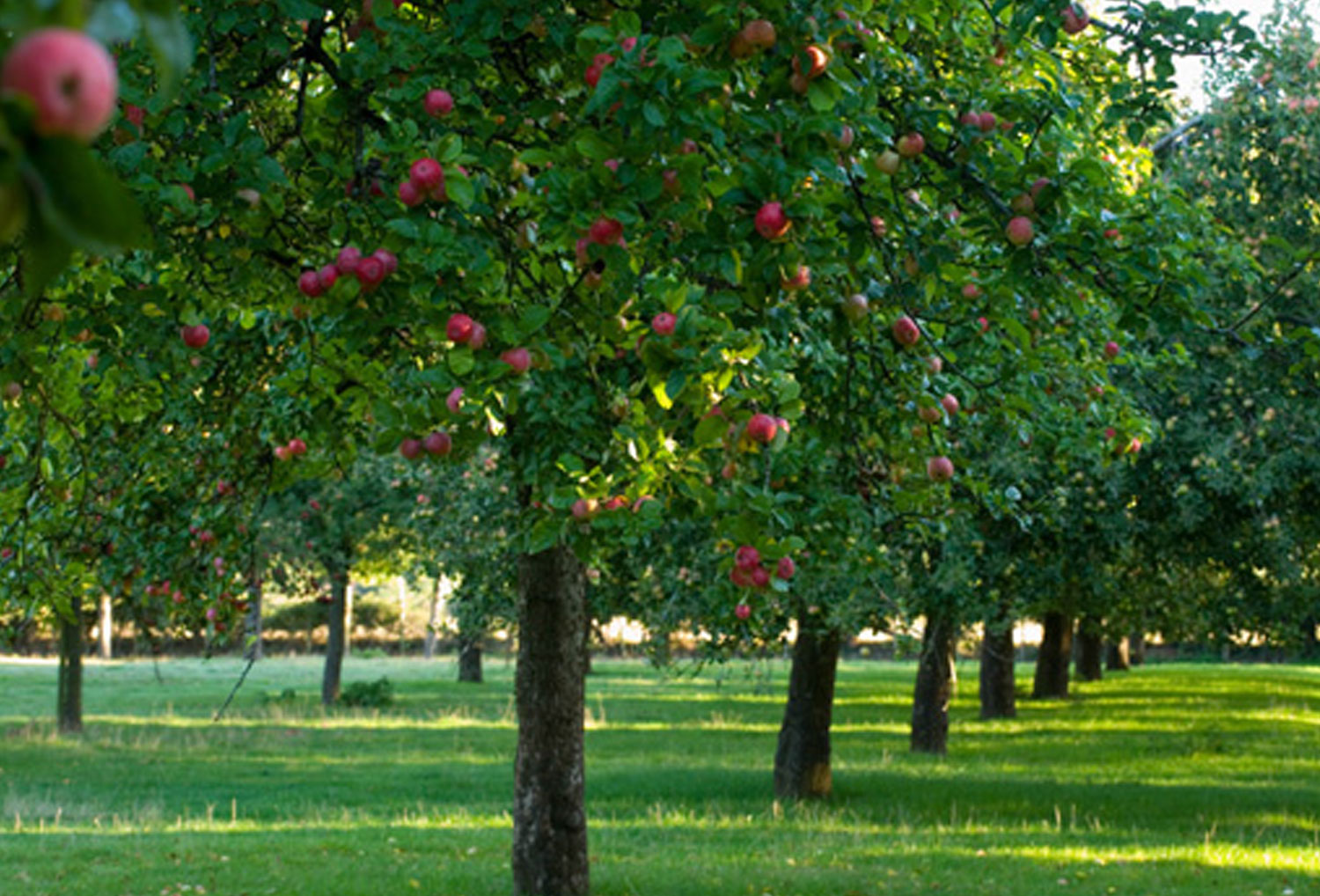 Pavement Installation